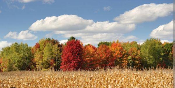 Iowa Autumn