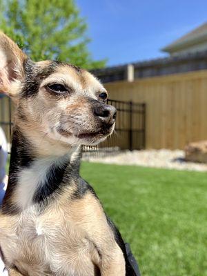 Boarding pet enjoying fun and the sun!