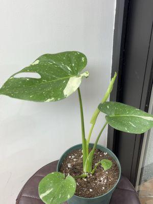 Thai monstera