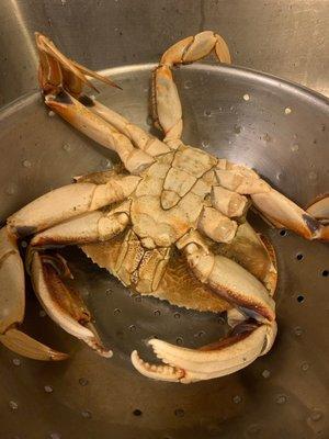 crab season