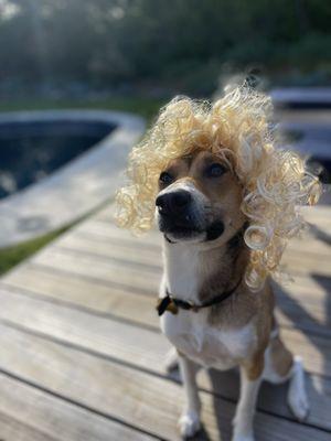 Specializing in dog wigs