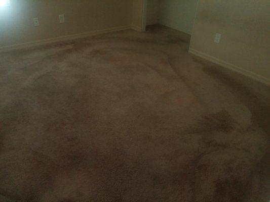 "Clean carpet" ????? I think not