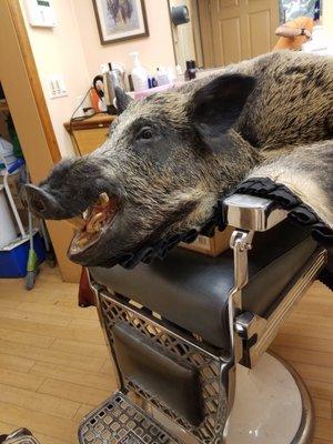 Frank's boar.   If big is what you want, Native Hunt has 'em