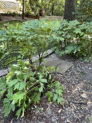 Half a tree peony missing