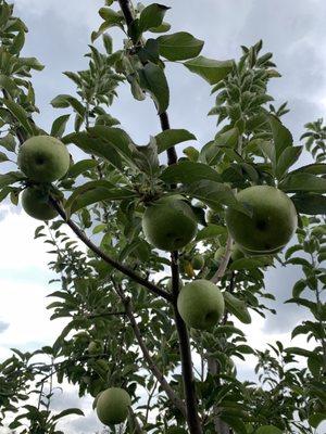 Apple Picking 10/2/21