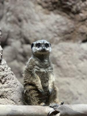 Meerkat -so cute