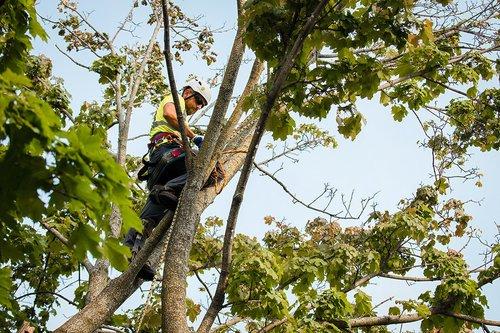 Birch Tree Care