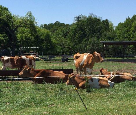 Jersey cows on the property. Pretty friendly cows.