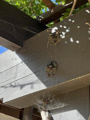 Cob webs that weren't removed