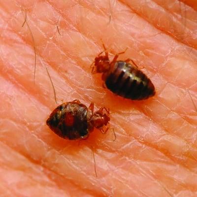 Rhode Island Bed Bug Control Services