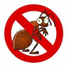 Getting rid of bugs with ease- ants and roaches