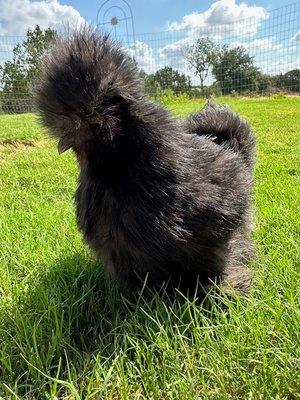 Check out this beautiful silky I recently purchased from H & H Poultry! They breed the most beautiful, healthy birds! Love this place!!!