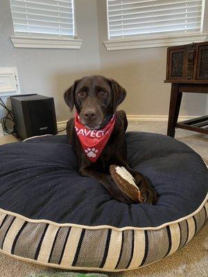 Katy with her new toy from Pet Celebration Day!