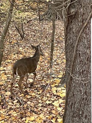 Lots of Deer