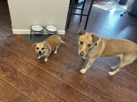 Wendy & Bumper, healthy patients of Dr Pruitt!