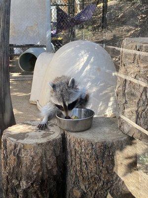 Raccoon chowing down on his food