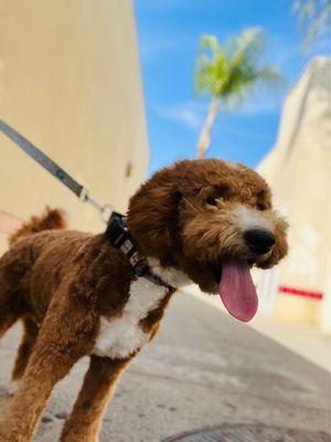 First time here, the family who runs this place was nice and did a great job giving my mini golden doodle a trim!