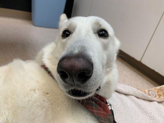 A Valley Animal Hospital