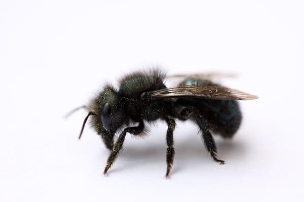 A Mason Bee!