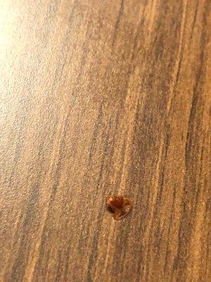 bed bug - I figured I'll spare you the picture that showed it lying in a pool of my blood. Absolutely gross