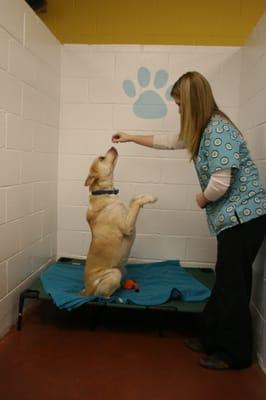 Night time treats in our clean, friendly boarding facility.