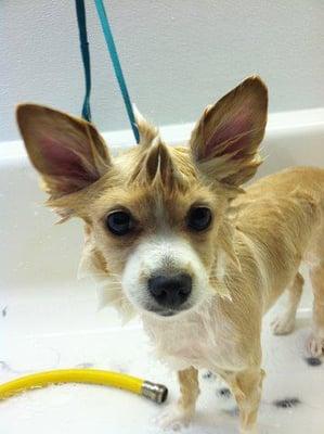 Zero getting her bath on the bus!! =)