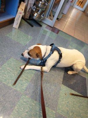 Getting treats and food in the Animal Antics store.