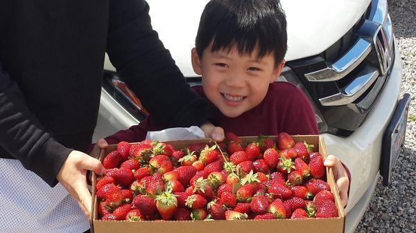 Whole flat of strawberries was like $22.