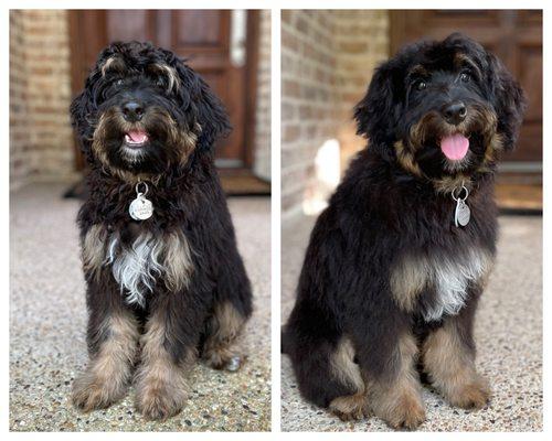 Before and After - Puppy Grooming with Robin