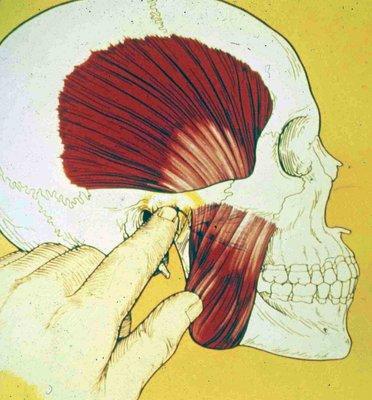 TMJ Examination