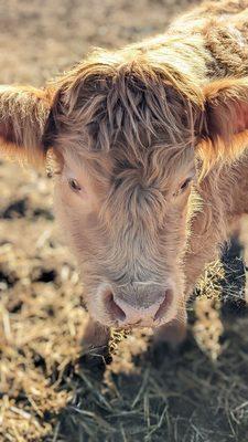 Miniature cow