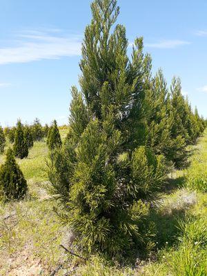 We have Creyptomeria 4ft, 6ft, 8ft, 10ft and 11ft. Ask for your tree size.