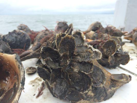 One of our shell recycling projects. We set disease resistant oysters on the whelk shell, then deploy to the bay to form a permanent reef.