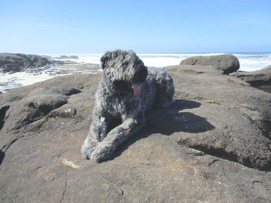 Bouvier des Flandres - 4 yrs.