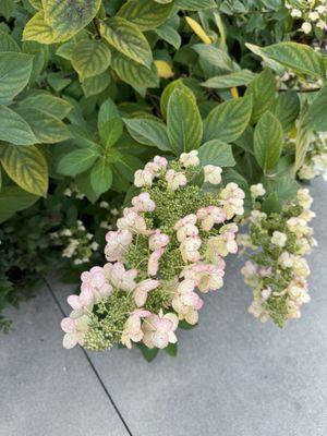 Front hydrangea were nice.