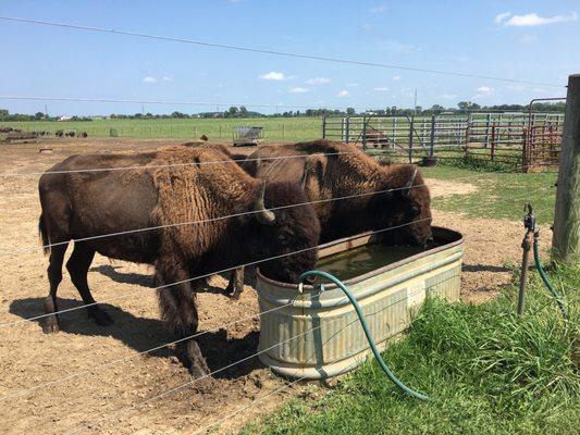 Bison Drinking Water