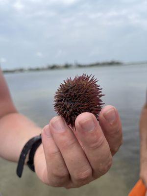 Red "decorated" sea urchin