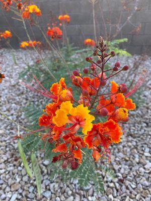 Desert flowers