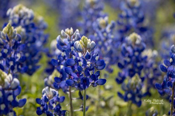 Bluebonnets