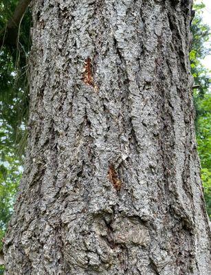 Washington Tree Experts