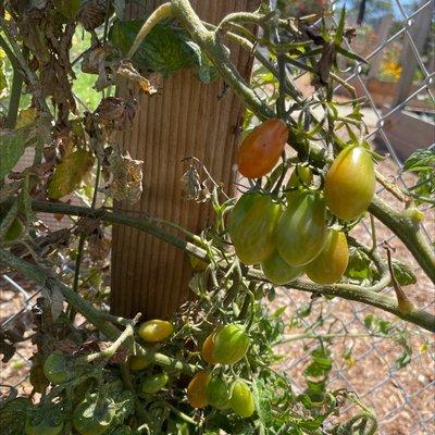 La Mesa Community Garden-pearl tomatoes