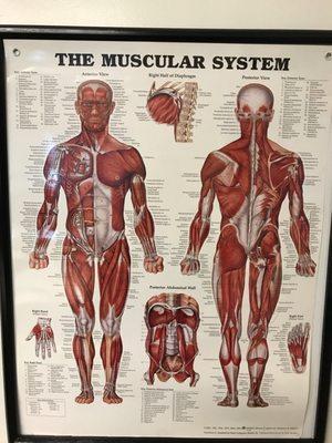 Muscular system professional