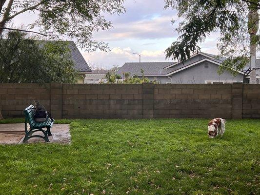 My animals enjoying the dog park