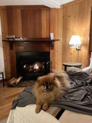 The gray "dog sheets" so that pup can lay on the furniture with us!