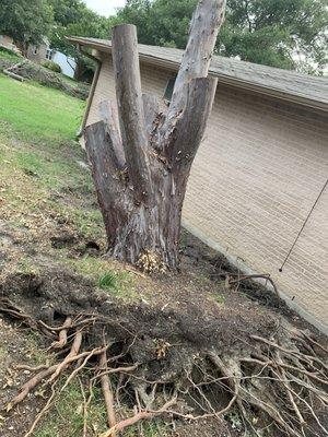 96"  cedar removed + limbs & branches.