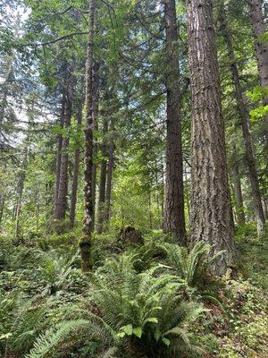 Sunshine and forest = happiness