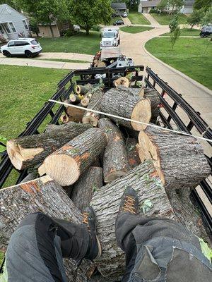 Midwest Tree Surgeons