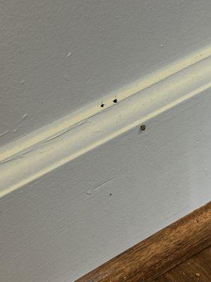 Termites in our kitchen coming out of 2 holes.