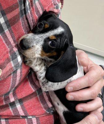 cute pup from puppy mill