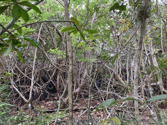 Florida mangrove